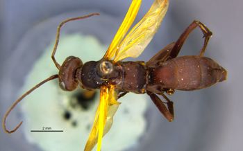 Media type: image;   Entomology 15805 Aspect: habitus dorsal view